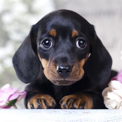 dachshunds for sale in austin texas|texas country dachshund breeders.